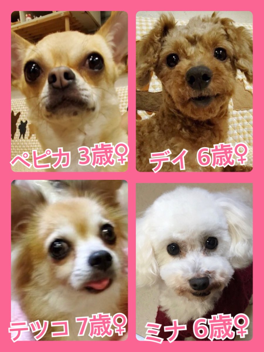 🐾今日の里親様募集中ワンコ🐶メンバーです🐾2020,2,24